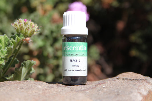 Basil Essential Oil