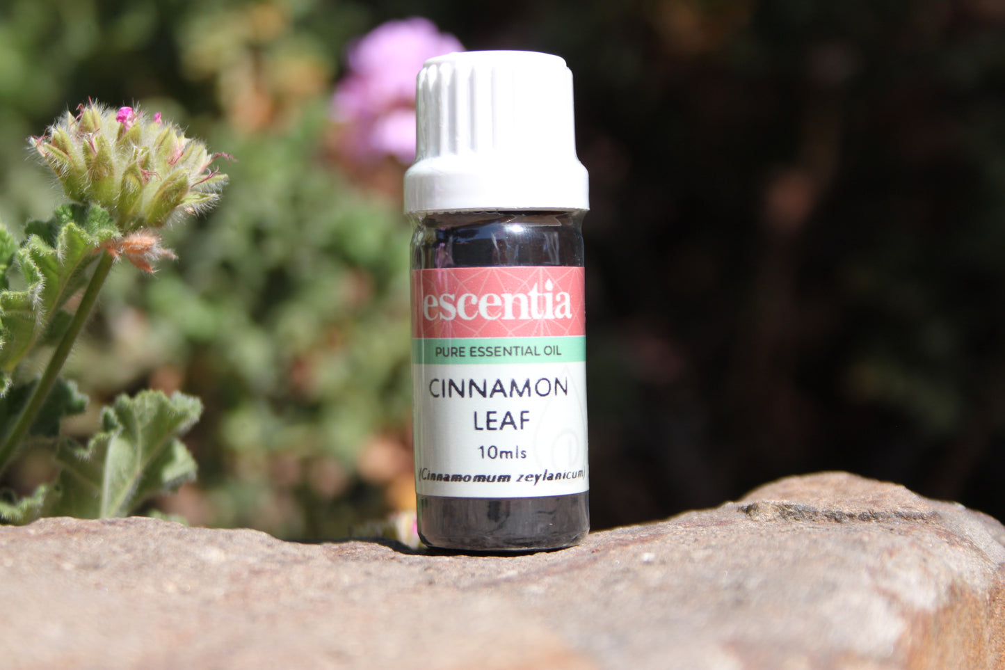 Cinnamon Leaf Essential Oil