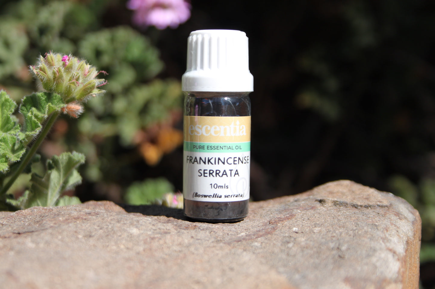 Frankincense Serrata Essential Oil