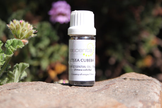 Litsea Cubeca Essential Oil