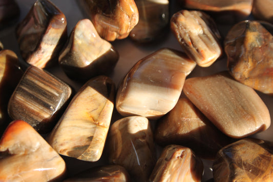 Petrified Wood Tumbled